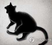강남 한복판서 훼손된 고양이 사체 발견..경찰 수사