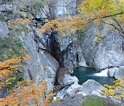 경남 합천 가야산 해인사에 찾아 온 '가을 단풍'