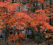 설악산 내설악 수렴동 계곡의 가을 단풍