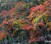 단풍 절정, 설악산 외설악 수렴동 계곡