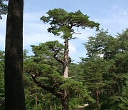 내포문화숲길·울진금강소나무숲길 국가 숲길 지정