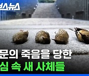 [스브스뉴스] 유리창에 부딪혀 죽는 새들의 소름 끼치는 근황 / 스브스뉴스