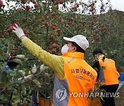 농촌 일손 돕기 나선 대구시설공단 임직원들