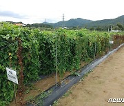 마만큼 좋은 마잎..항산화물질 풍부 확인