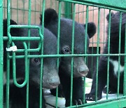 우리에 갇힌 사육 반달곰 '철창신세' 벗어난다