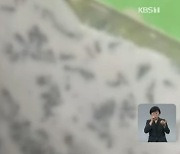 바닥엔 벌레, 천장선 물 뚝뚝..매출 400억 순대 공장의 이면