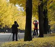 [포토] 노랗게 물들어가는 과천