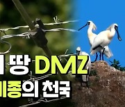 [연통TV] 전쟁이 낳은 역설의 땅 DMZ..멸종위기종의 천국