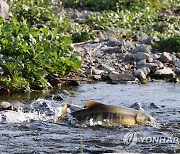 산란을 위해 포항 장기천 찾은 연어