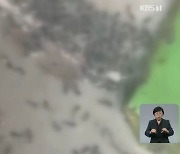 "당신도 먹었다" 비위생 논란 순대.. 유명 떡볶이 브랜드, 마트에도 납품