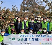 [포토]농협중앙회 임직원 봉사단, 수확기 농촌일손돕기 앞장