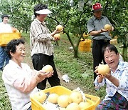 전남 나주시, '나주 배 특구' 전국 최우수 선정