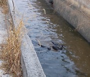 익산 장점마을에 수달이 산다..친환경 생태마을로 거듭날까