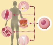 FDA 승인 못 받은 줄기세포 판매기업 우후죽순, 5년 새 4배↑