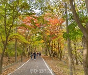 단풍 절정기, 피톤치드 만끽하며 '강화 마니산 치유의 숲'에서 힐링!