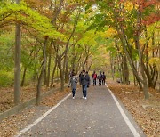 [인천] 강화군, 단풍 절정기 마니산에서 치유의 숲 프로그램 운용