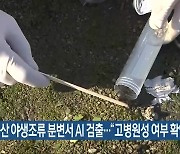 군산 야생조류 분변서 AI 검출.."고병원성 여부 확인 중"