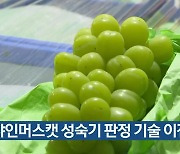 샤인머스캣 성숙기 판정 기술 이전