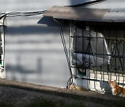 <도시풍경>고양이 드나드는 '두개의 창문 구멍'