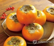 100년 역사 진영 단감 저렴하게 맛볼 기회..축제용 단감 푼다