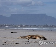 SOUTH AFRICA CAPE FUR SEAL DEATHS