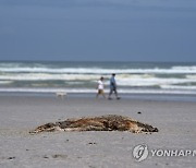 SOUTH AFRICA CAPE FUR SEAL DEATHS