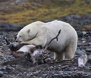 With sea ice melting, polar bears now prey on reindeer, not seals