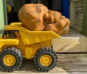 [Photo News] Monster spud could be largest potato in the world