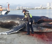 혹등고래가 속초 앞바다에?.. "길이 7m·무게 6000kg"