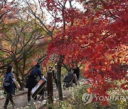 단풍 절정 내장산 '인산인해'..하루 4만여명 찾을 듯