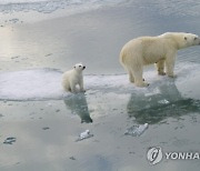 Climate Explainer Polar Bears