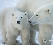 Climate Explainer Polar Bears