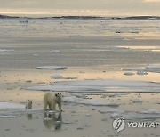 Climate Explainer Polar Bears