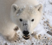 Climate Explainer Polar Bears