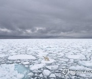 Climate Explainer Polar Bears