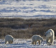 Climate Explainer Polar Bears