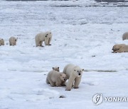 Climate Explainer Polar Bears