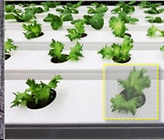 딸기, 채소 생육정보 빅데이터로 구축한다