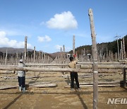 입동에 대관령에선 황태 생산 준비 시작