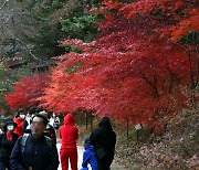 아름다운 자태 뽐내는 오대산 단풍