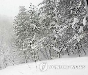 강원도, 대설·한파 대책 마련..고립 예상 지역 전수 조사