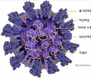 델타 변이의 높은 증식력, 숨겨진 원인 찾았다