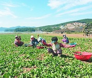 [포토] "고성 노지 시금치 풍년일세"