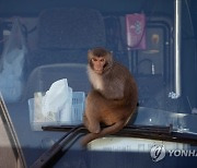 CHINA HONG KONG MACAQUES