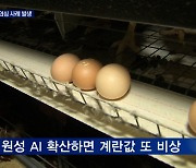 찬바람 불자 고병원성 AI 의심 사례..계란값 또 비상