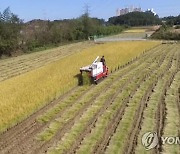 '누군가 벼 수확 방해 의심?' 논에서 철근과 돌덩이 무더기 발견