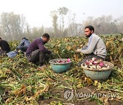 INDIA KASHMIR AGRICULTURE