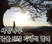 부여 '가림성 느티나무' 천연기념물 등극(영상)