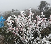 입동 지나자 제주 한라산은 '순백'..10일 16.3cm 눈 쌓여