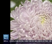 [경남옛다방] 그때 그 시절 마산 국화축제